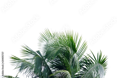 Coconut leaves with branches on white isolated background for green foliage backdrop  © Oradige59