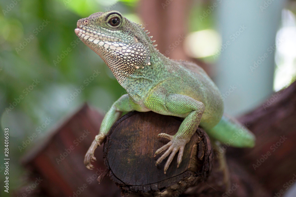 Green iguana with a blurred background