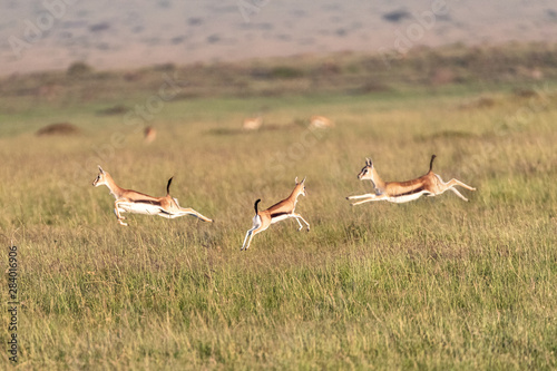 Jumping Gazelles in Kenya Africa