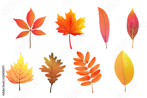 Autumn foliage hand drawn colorful leaves flat vector illustrations set