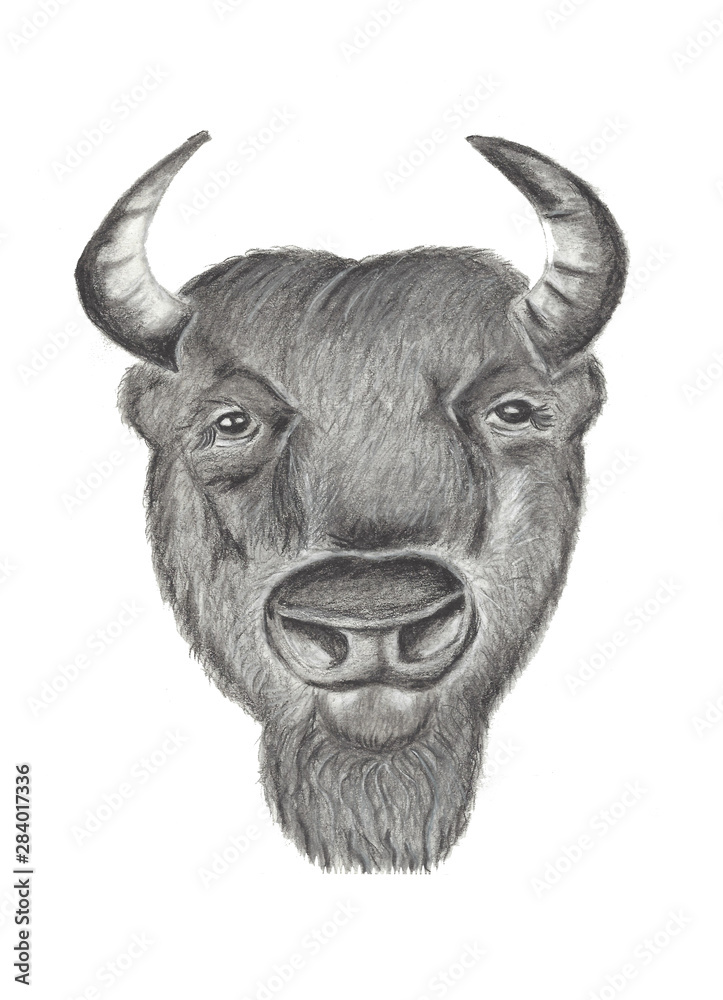 Buffalo drawing sketch