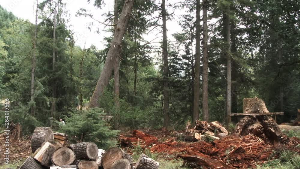Huge Pine Tree Crashes Onto Forest Floor Huge Pine Tree Crashes Onto Forest Floor