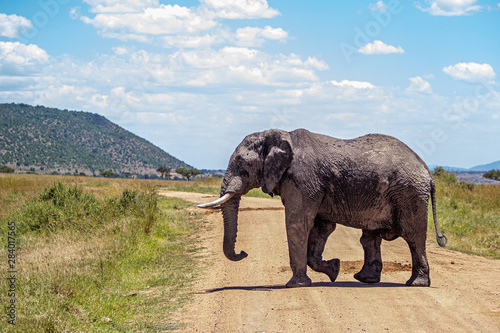 Large African Elephant Crossing Road in Kenya