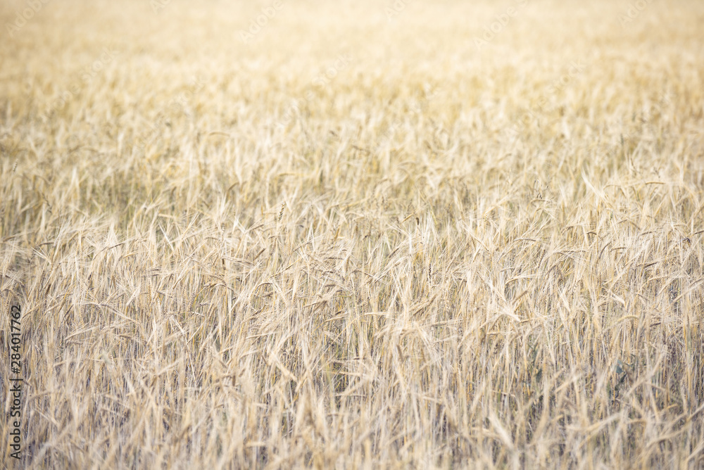 ears of ripe wheat. Wheat field background. With free space for inscriptions.blurred background ears of ripe wheat. Wheat field background. With free space for inscriptions.blurred background