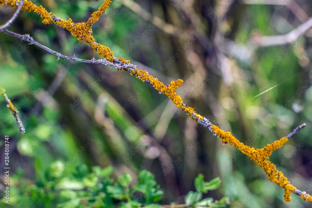 Xanthoria parietina coloured lichen