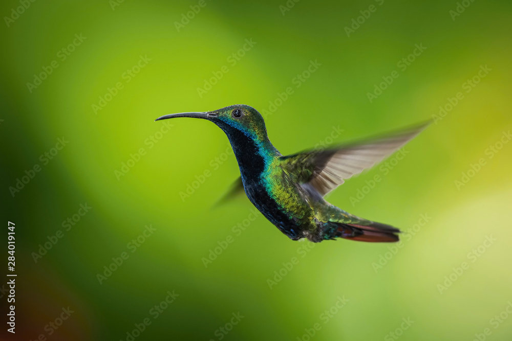 Fototapeta premium The Hummingbird is hovering and drinking the nectar from the beautiful flower in the rain forest. Flying Black-throated mango Anthracothorax nigricollis with nice colorful background...