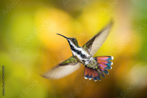 The Ruby-topaz Hummingbird, Chrysolampis mosquitus is flying in nice green background, Trinidad and Tobago..