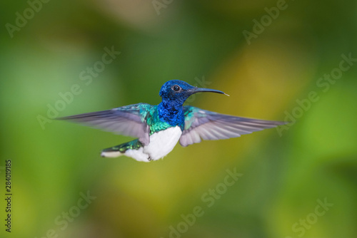 The Hummingbird is hovering and drinking the nectar from the beautiful flower in the rain forest. Flying White-necked Jacobin, Florisuga mellivora mellivora with nice colorful background...