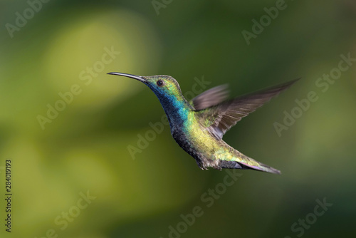The Hummingbird is hovering and drinking the nectar from the beautiful flower in the rain forest. Flying Black-throated mango Anthracothorax nigricollis with nice colorful background.
