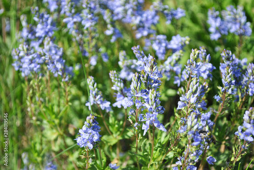 Veronica officinalis (heath speedwell; common gypsyweed; common speedwell; or Paul's betony) flowers,  grass background
