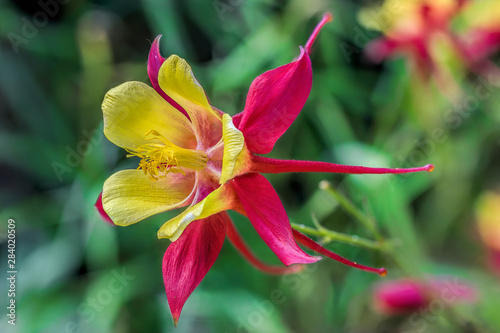 Fototapeta Close-up view to yellow and pale red flower of blooming Aquilegia (common names: Granny's Bonnet or Columbine)