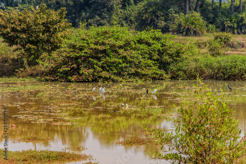 Natural green wetland vegetation with white egrets in Guinea, Africa.