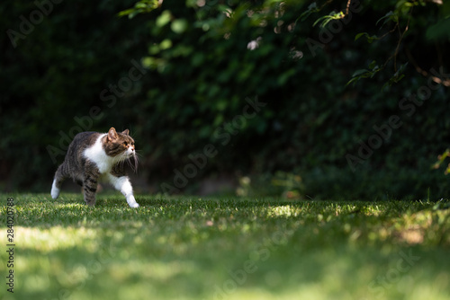 tabby white british shorthair cat outdoors on the move in back yard walking on grass looking up curiously