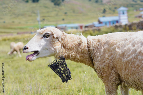 Adult sheep with opened mouth on the field.