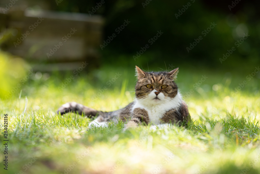 tabby white british shorthair cat lying on grass outdoors in the garden looking at camera on a sunny summer day