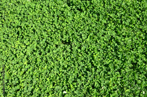 background of green leaves clover meadow