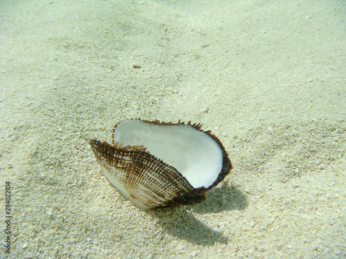 Opened seashell under transparent water in the beach of Maldives photo