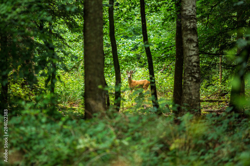 Canvas Print Male fallow deer in a deciduous forest