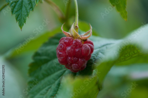 Ripe raspberry on a bush