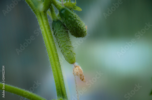 Small cucumbers on branch photo