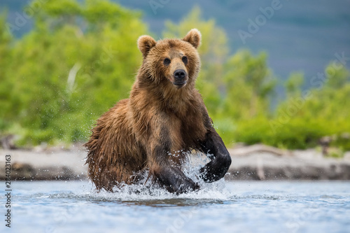 The Kamchatka brown bear, Ursus arctos beringianus catches salmons at Kuril Lake in Kamchatka, running in the water, action picture..