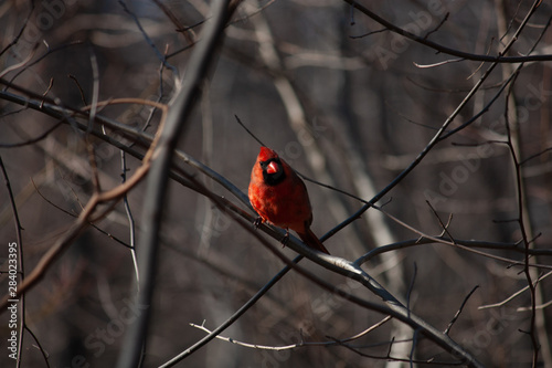 Cardinal 6 photo