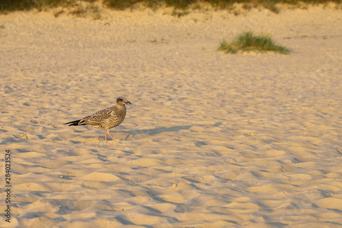 Seagulls eat from a garbage bin at the Liepāja beach, Latvia  photo