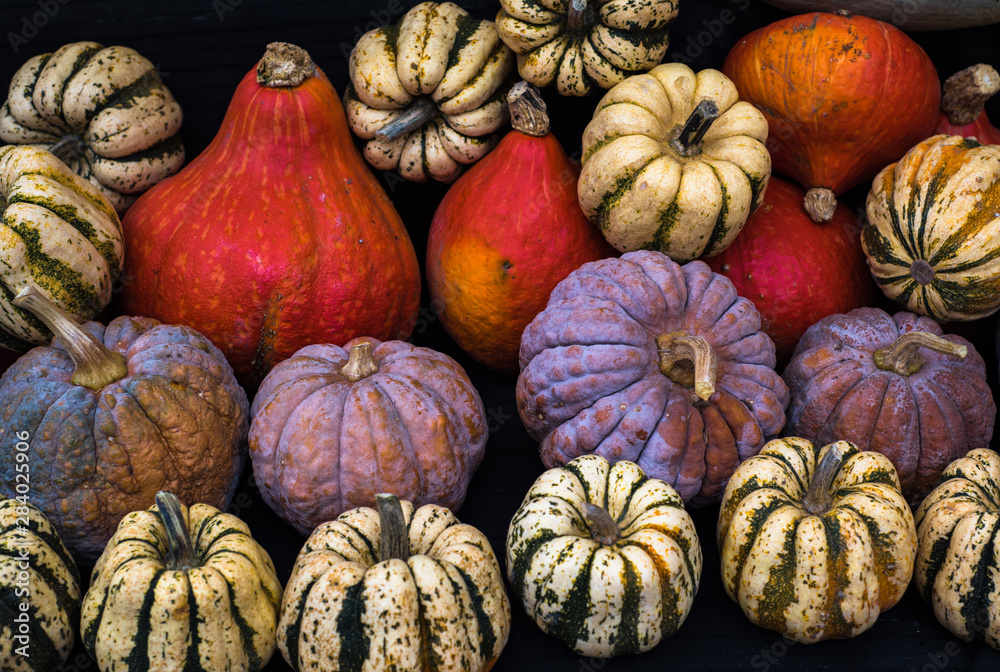 Collection of pumpkins at a farmers market