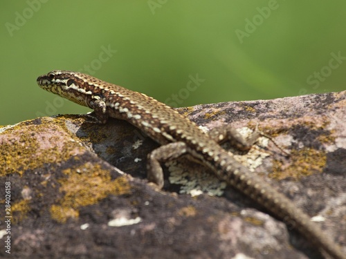 Closeup of a wall lizard