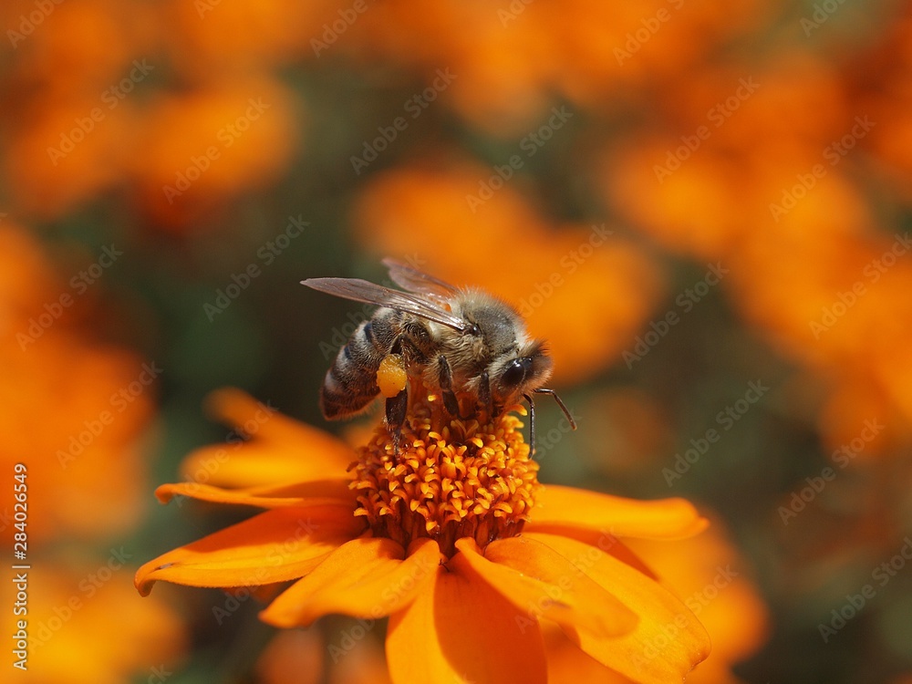 Macro of a bee on an orange Marigold flower