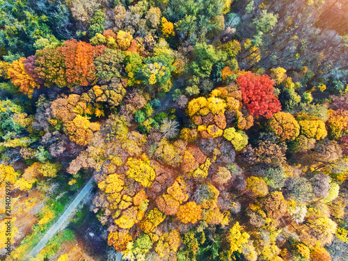 Autumn forest aerial view. Multicolored fall trees in city park. Beautiful colorful seasonal foliage. Autumnal vibrant riot of bright colors