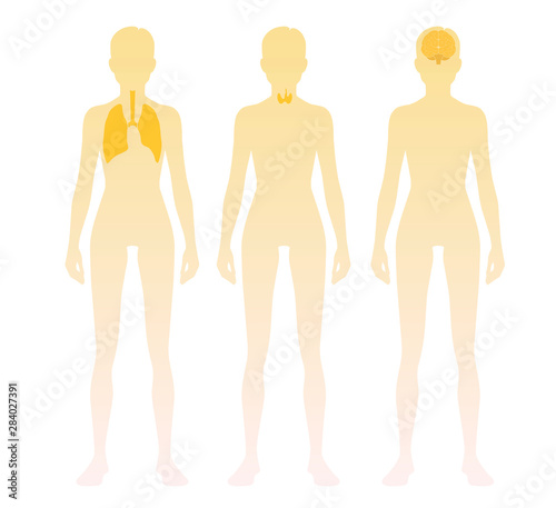 Woman silhouette with lung  tyroid and brain location on body. Vector illustration