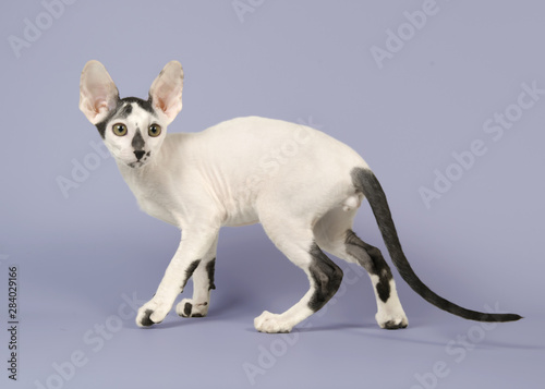 Cornish rex kitten