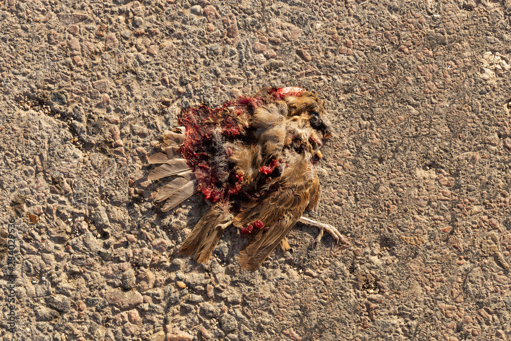 Dead bird. Road wars - death of a Sparrow. The killing of a bird. Death from the car. The terrible end of the chick.