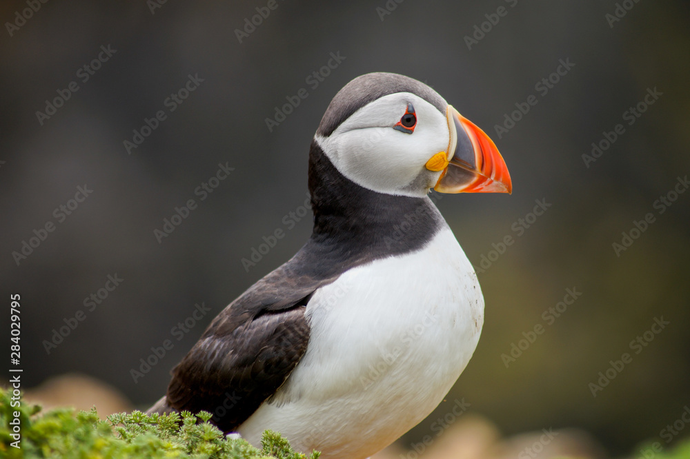 Naklejka premium puffin