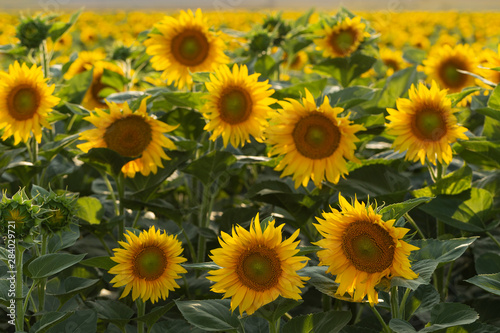 Fototapeta Naklejka Na Ścianę i Meble -  Sunflower Flower Blossom. Golden sunflower in the field backlit by the rays of the setting sun.