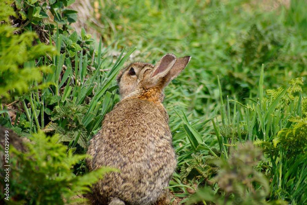 rabbit in the grass rabbit in the grass