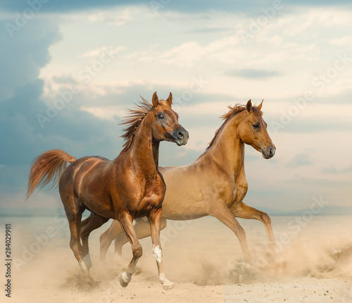 Beautiful chestnut horses