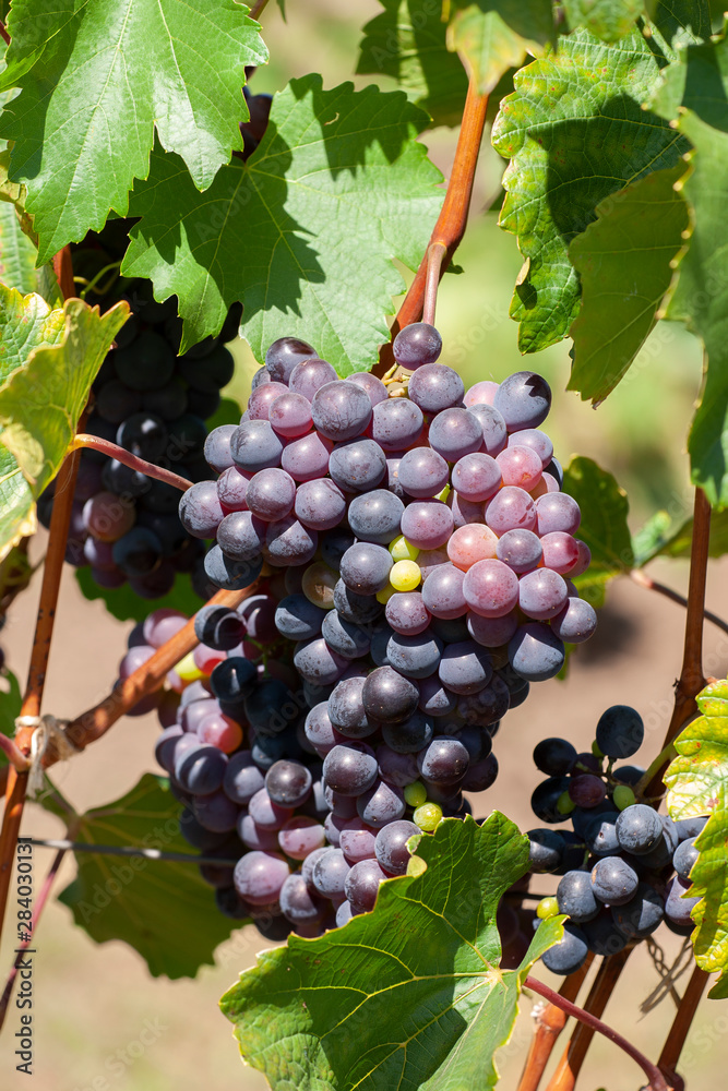 Fototapeta premium Close-up of bunches of ripe red wine grapes on vine, selective focus.