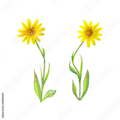 Medicinal Arnica flowers.