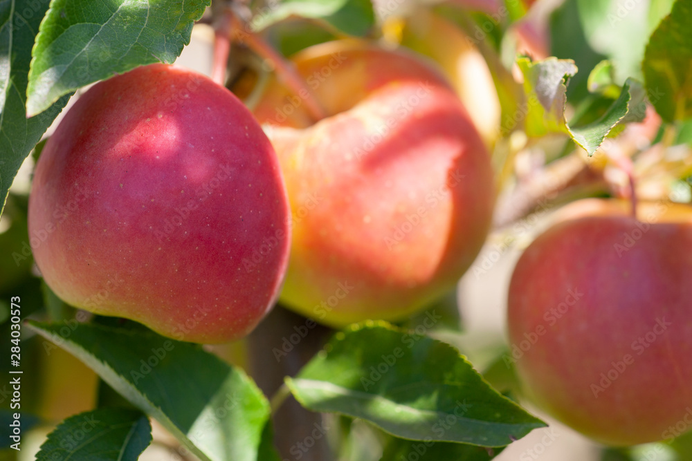Many apples on the trees mature, close-up Many apples on the trees mature, close-up