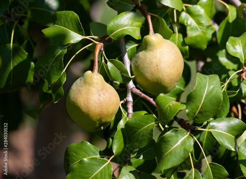 Organic Pears. Juicy flavorful pears of nature background. Pear on a branch. A pear on a tree .