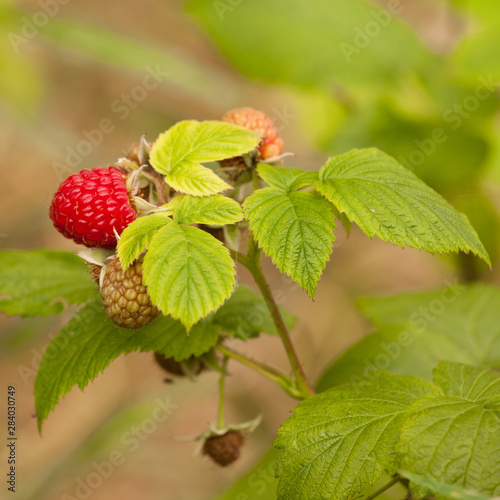 Juicy ripening red raspberry fruit on green plant