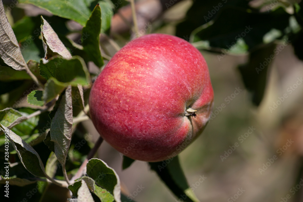 Many apples on the trees mature, close-up Many apples on the trees mature, close-up