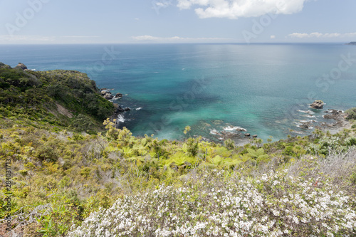 Tawharanui Peninsula blooming manuka New Zealand photo