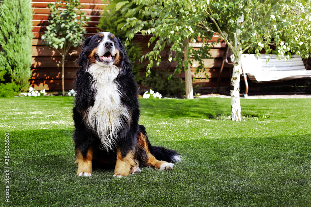 Happy bernese mountain dog sitting in the yard of the house in summer