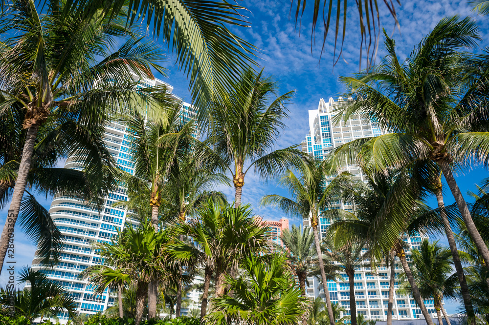 Bright tropical scene of city skyline with tall palm trees under blue sky in South Beach, Miami, Florida, USA