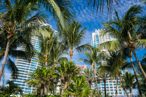 Bright tropical scene of city skyline with tall palm trees under blue sky in South Beach, Miami, Florida, USA © lazyllama