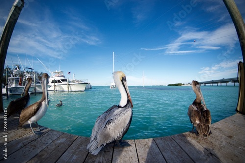 Pelicans