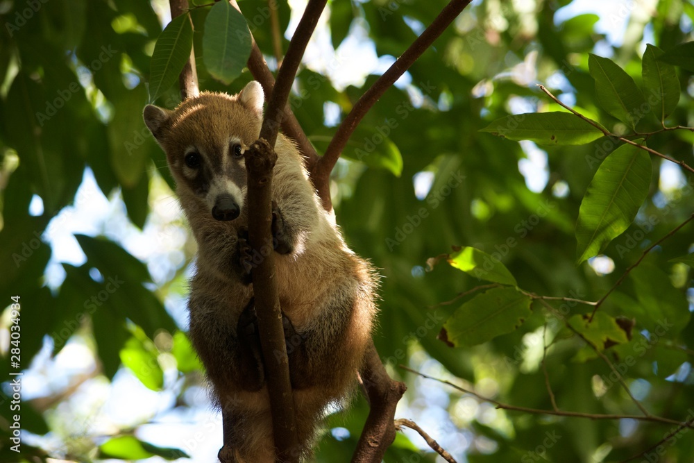 Fototapeta premium Coati